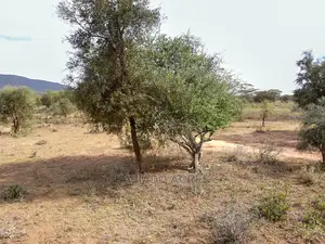 Quick Sale 140 Acres Maili Tisa