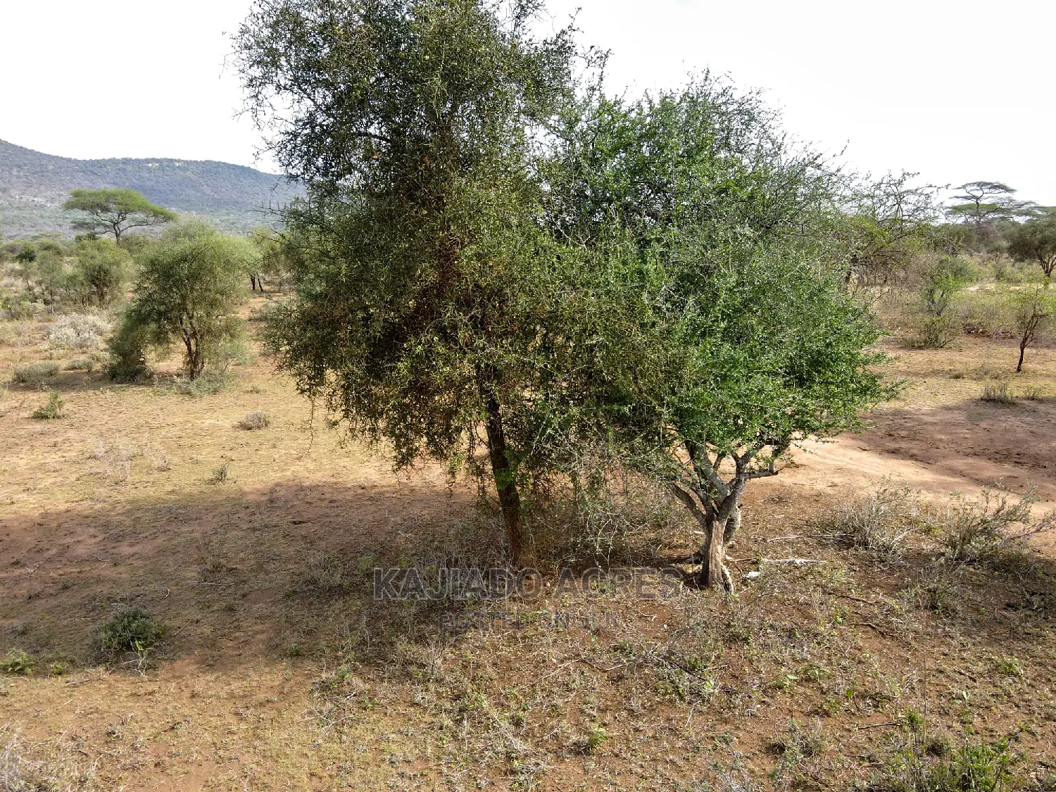 Quick Sale 140 Acres Maili Tisa