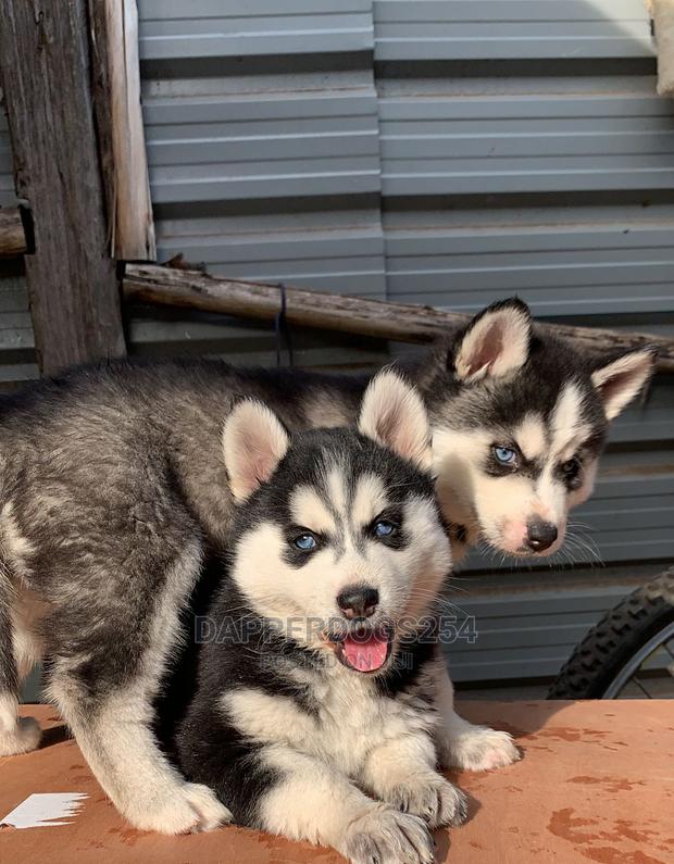 1-3 months Male Purebred Siberian Husky