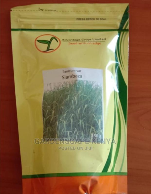 Panicum Maximum Cv/ Mombasa Grass - main view