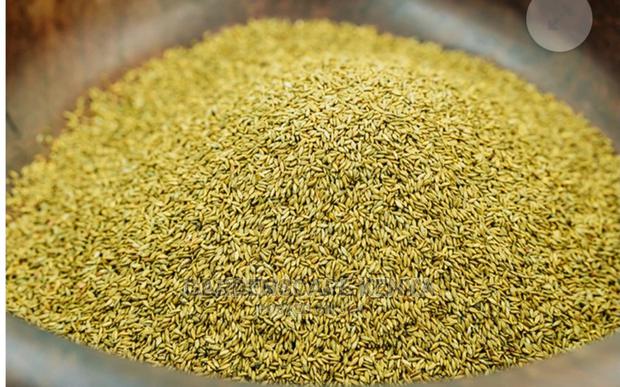 Panicum Maximum Cv/ Mombasa Grass - thumbnail 2