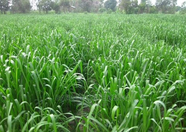 Panicum Maximum Cv/ Mombasa Grass - thumbnail 3