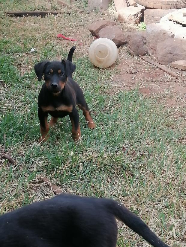 1-3 Month Female Purebred Rottweiler