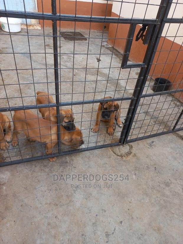 1-3 Month Male Purebred Boerboel