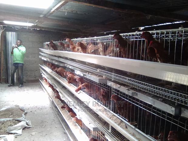 Chicken Cage