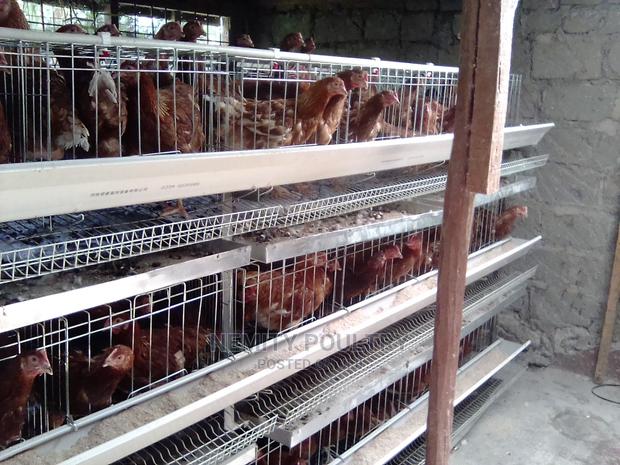 Chicken Cage - thumbnail 5