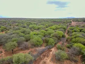 75 Acres and 70acres Maili Tisa at 350k Per Acre