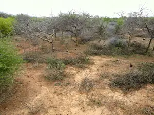 75 Acres and 70acres Maili Tisa at 350k Per Acre