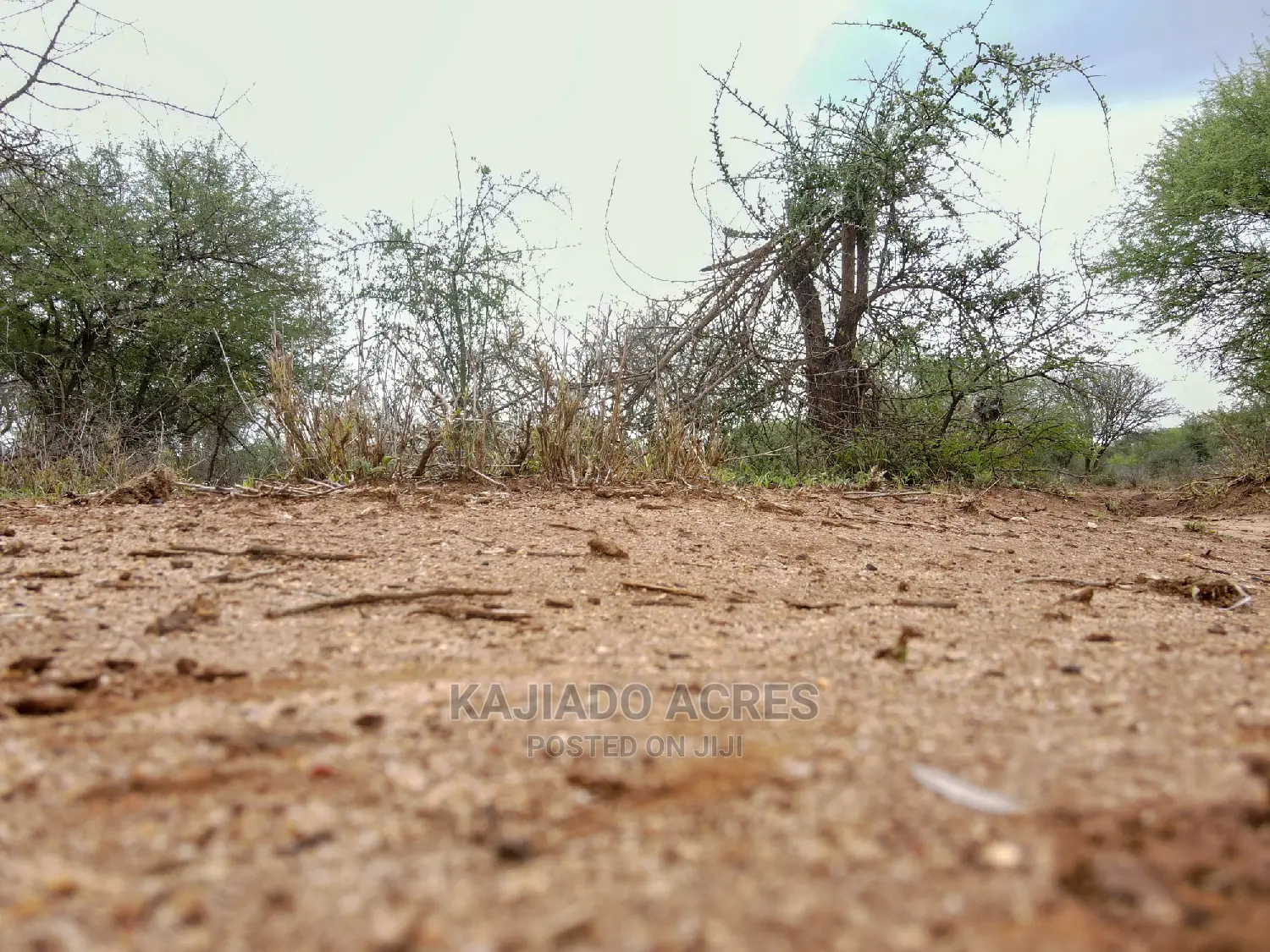 75 Acres and 70acres Maili Tisa at 350k Per Acre