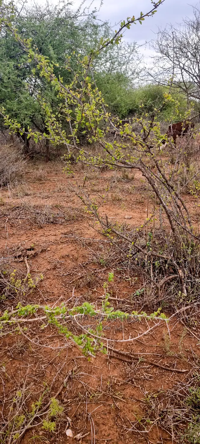 75 Acres and 70acres Maili Tisa at 350k Per Acre