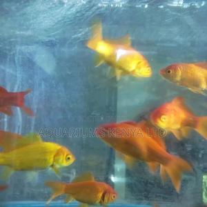 Fascinating Goldfish - thumbnail 2