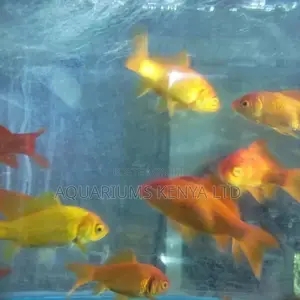 Fascinating Goldfish