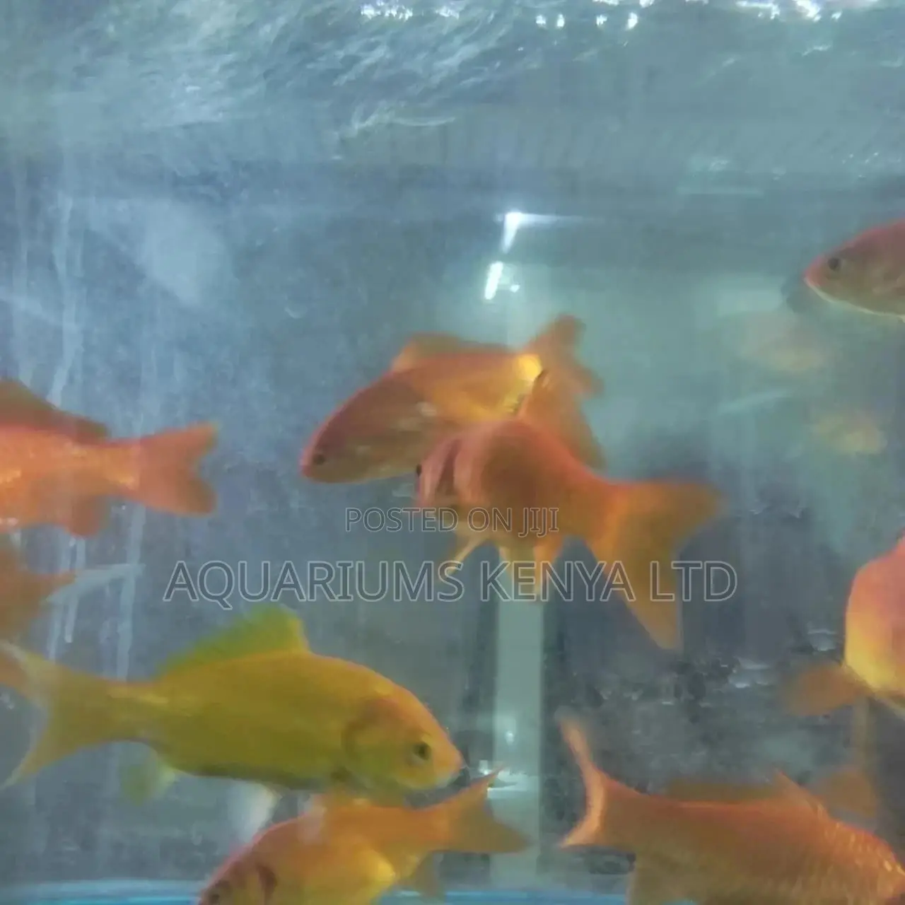 Exquisite Goldfish
