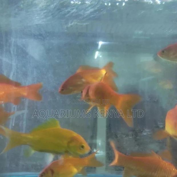 Exquisite Goldfish - main view