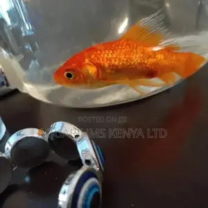 Fish Treatment and Care