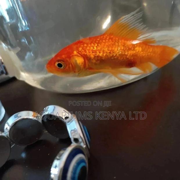 Fish Treatment and Care - main view