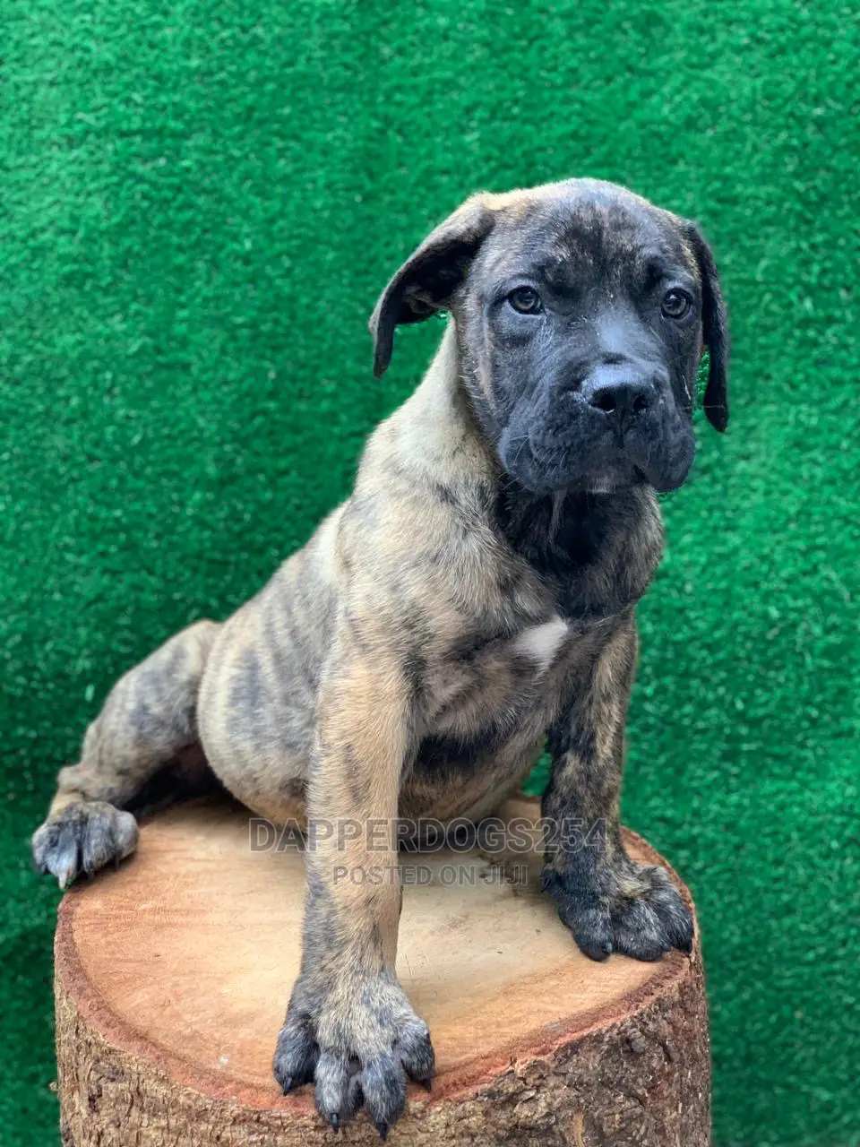 1-3 months Male Purebred Boerboel