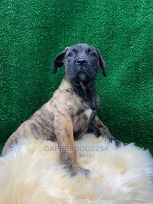 1-3 months Male Purebred Boerboel
