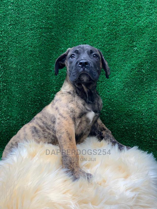 1-3 months Male Purebred Boerboel - thumbnail 2