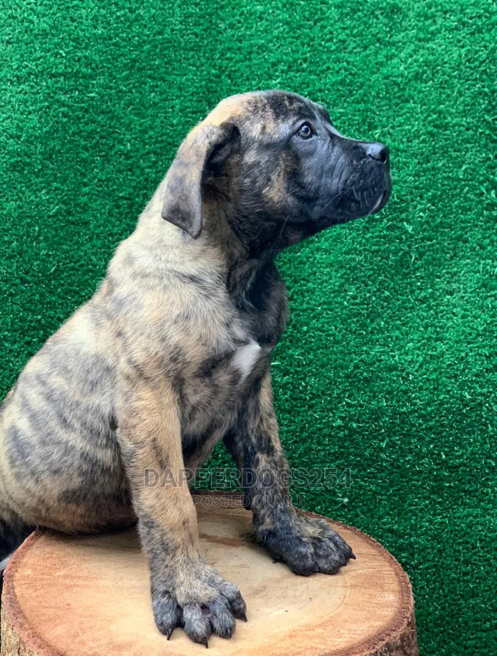 1-3 months Male Purebred Boerboel