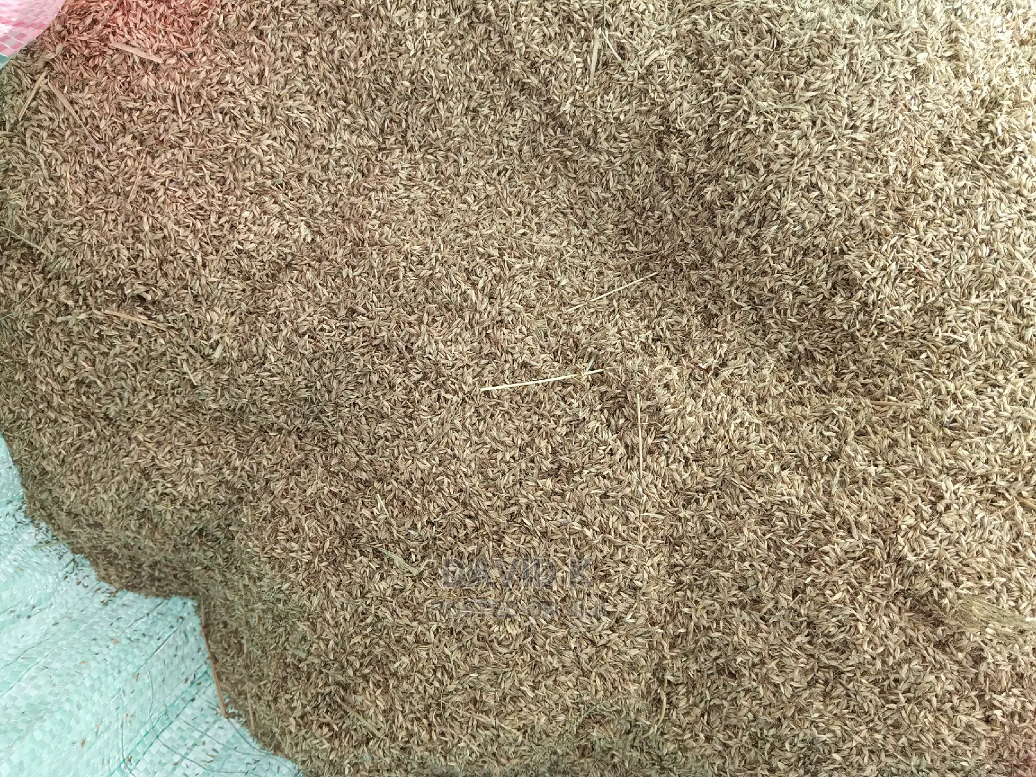 Bhoma Rhodes(Hay) Seeds, Bricharia Seeds, Buffel Grass Seeds
