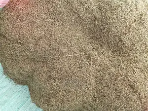 Bhoma Rhodes(Hay) Seeds, Bricharia Seeds, Buffel Grass Seeds