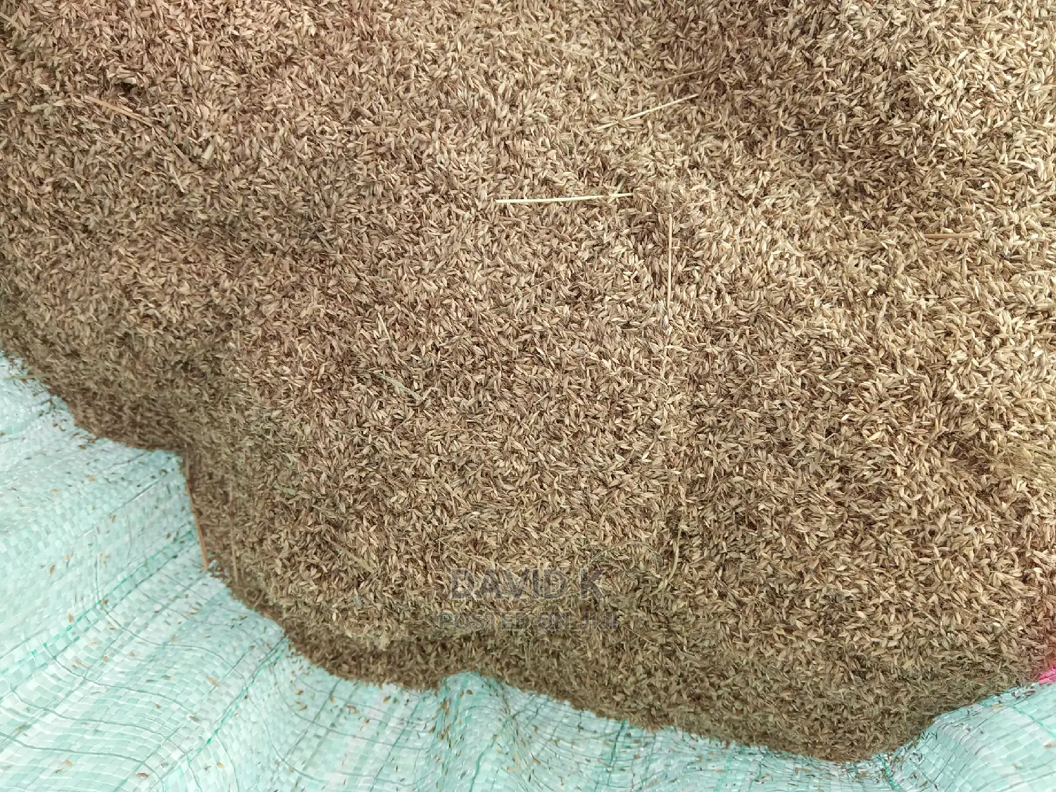 Bhoma Rhodes(Hay) Seeds, Bricharia Seeds, Buffel Grass Seeds