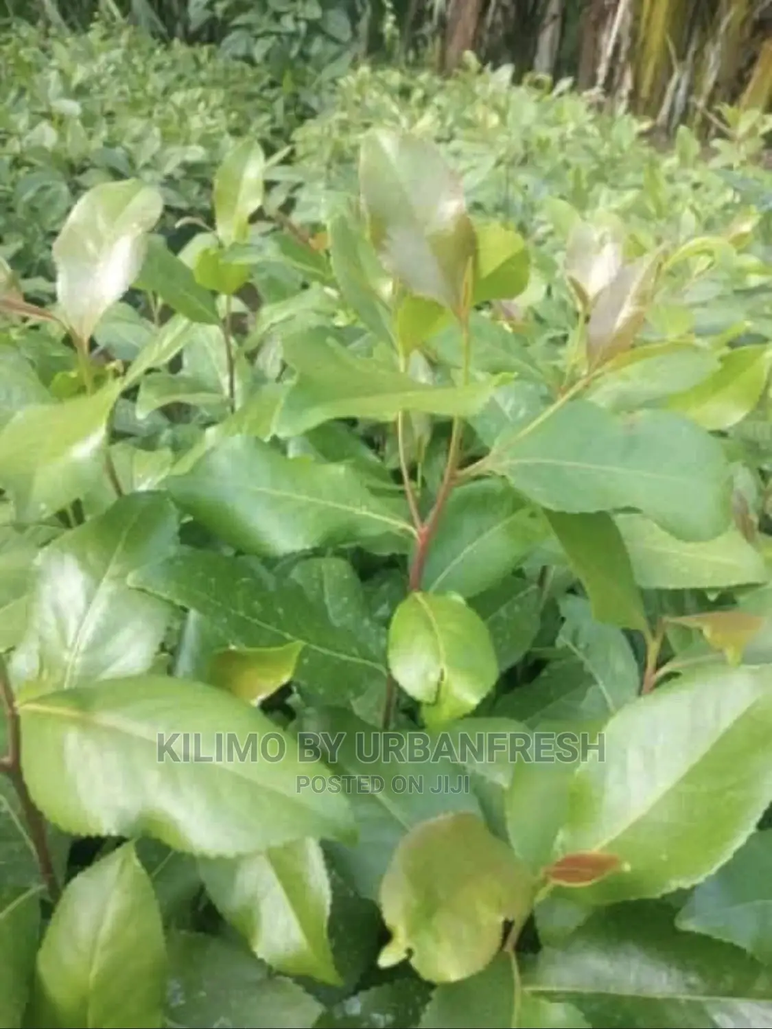 Miraa / Muguka / Khat Seedlings. 100 Seedlings