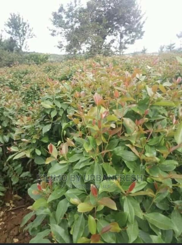 Miraa / Muguka / Khat Seedlings. 100 Seedlings - main view