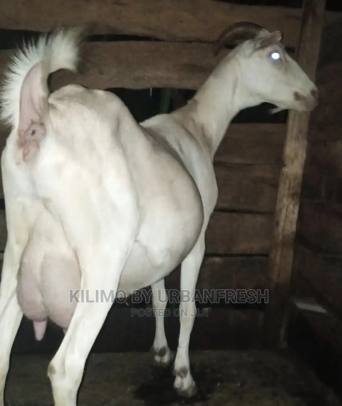 Saanen Dairy Goat