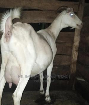 Saanen Dairy Goat - thumbnail 2