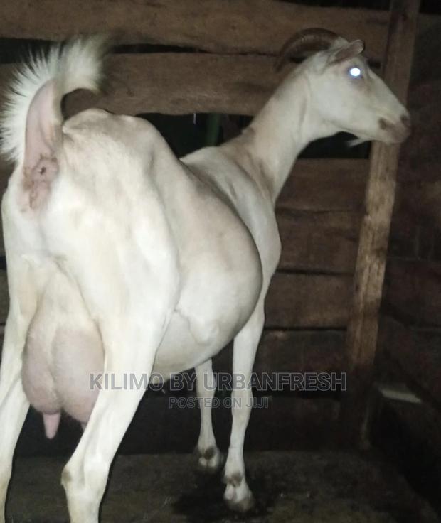 Saanen Dairy Goat - main view