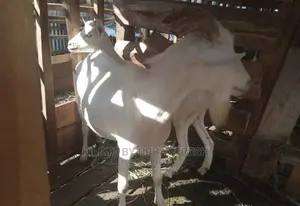 Saanen Dairy Goat
