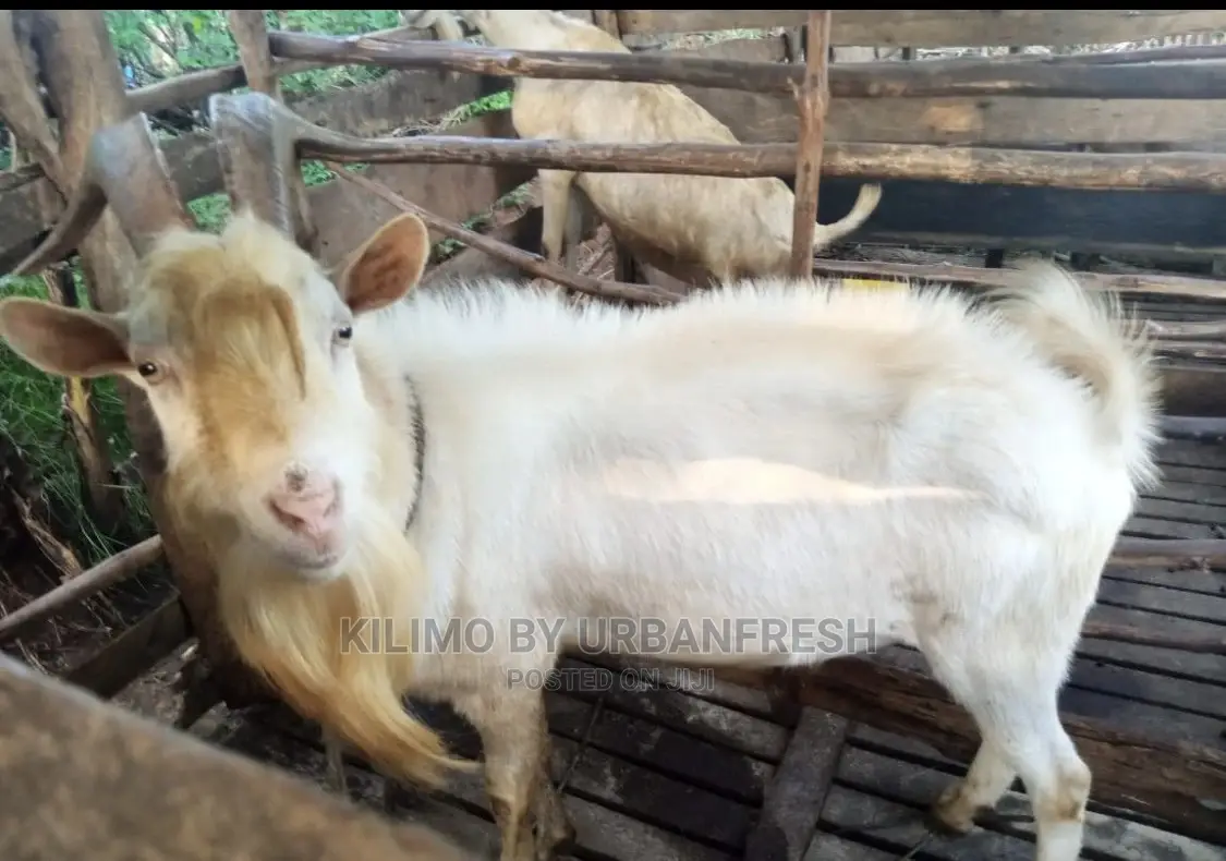 Saanen Dairy Goat in Kilimani Farm Animals, Kilimo By Urban Fresh