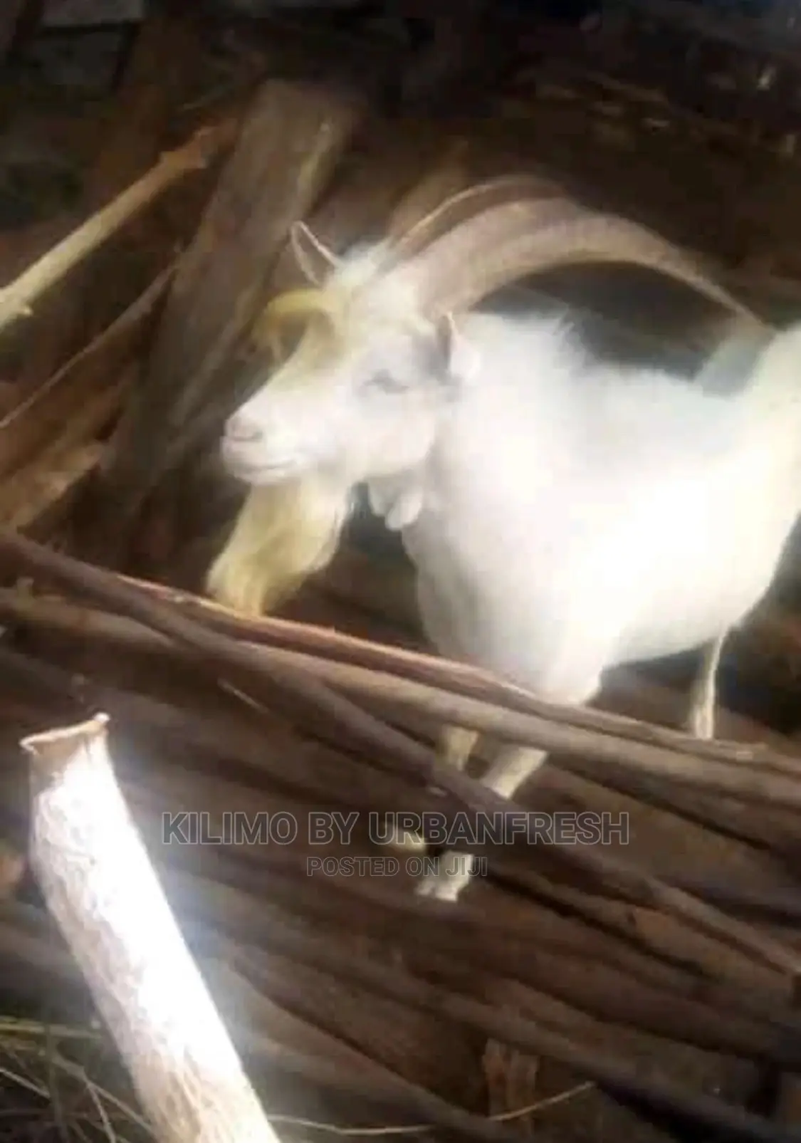 Saanen Dairy Goat in Kilimani Farm Animals, Kilimo By Urban Fresh
