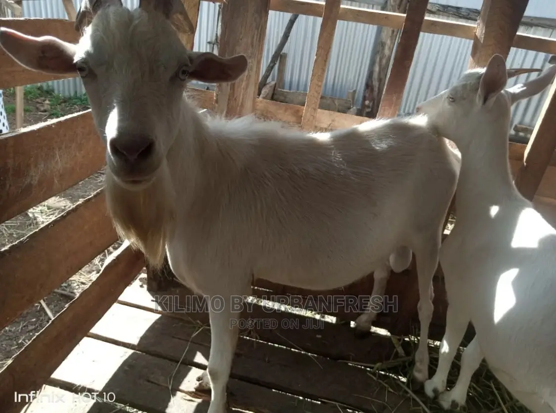 Saanen Dairy Goat in Kilimani Farm Animals, Kilimo By Urban Fresh