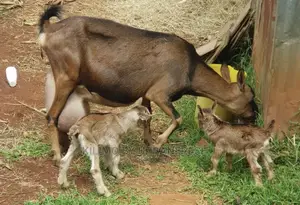 Pedigree Saanen / Alpine / Toggenburg Dairy Goats
