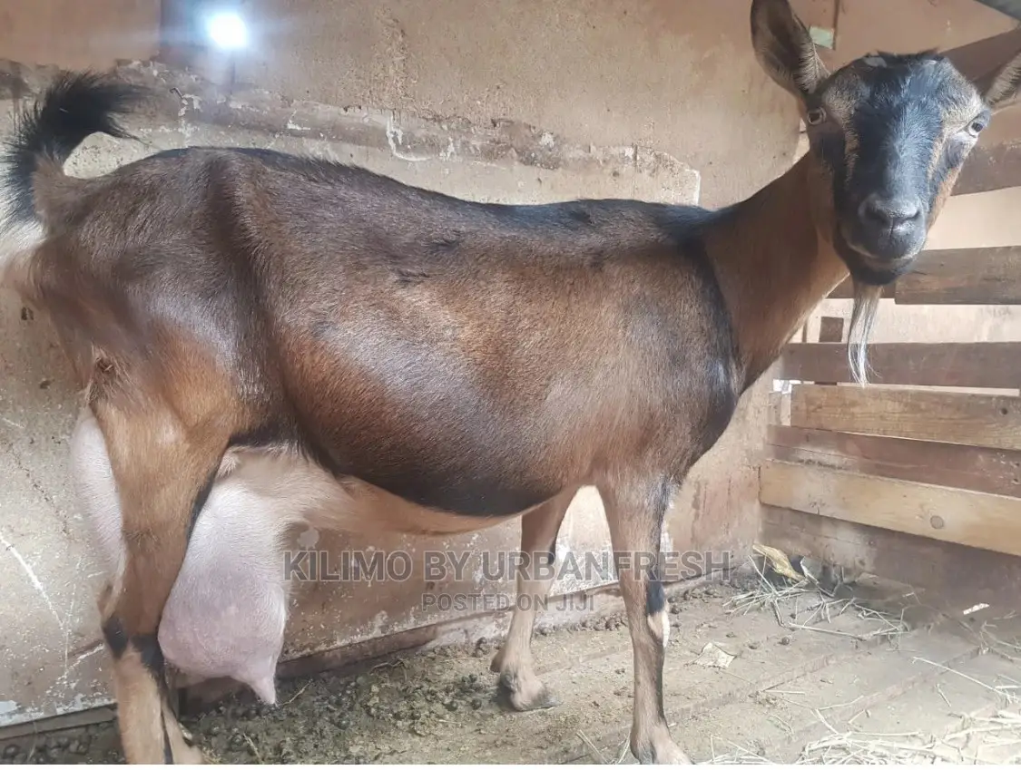 Pedigree Saanen / Alpine / Toggenburg Dairy Goats in Kilimani Farm