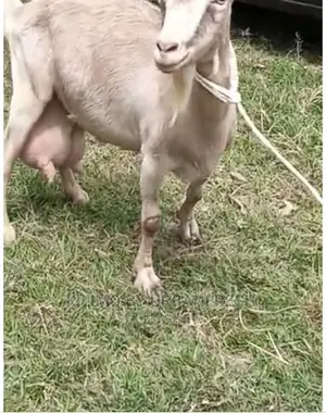 Pedigree Saanen / Alpine / Toggenburg Dairy Goats