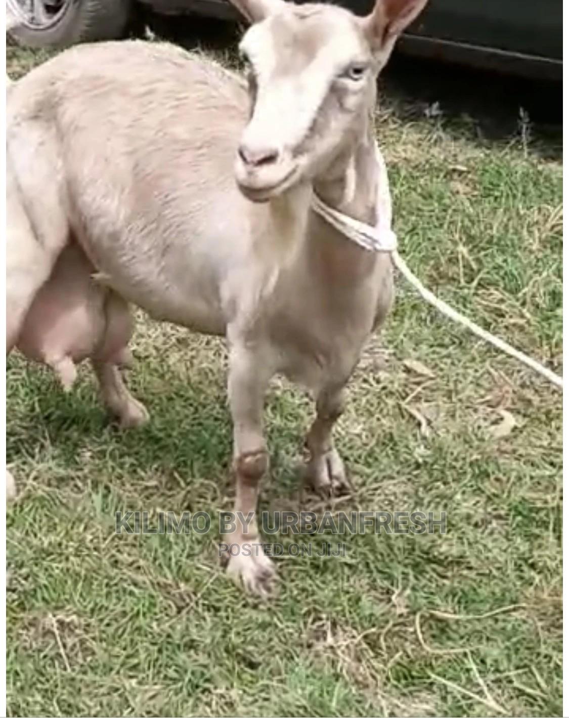 Pedigree Saanen / Alpine / Toggenburg Dairy Goats in Kilimani