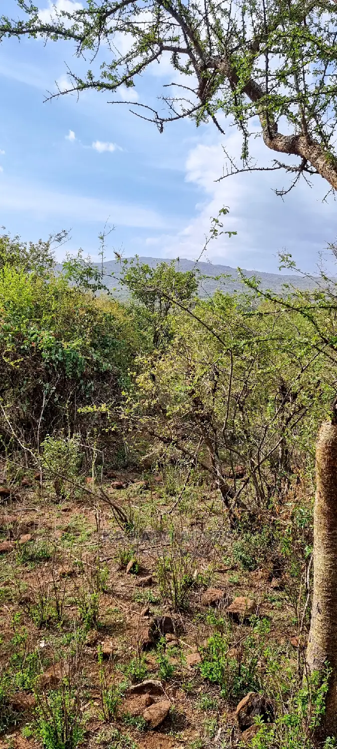 Prime 5 Acres Soitamurt, Najlile at 400kper Acre