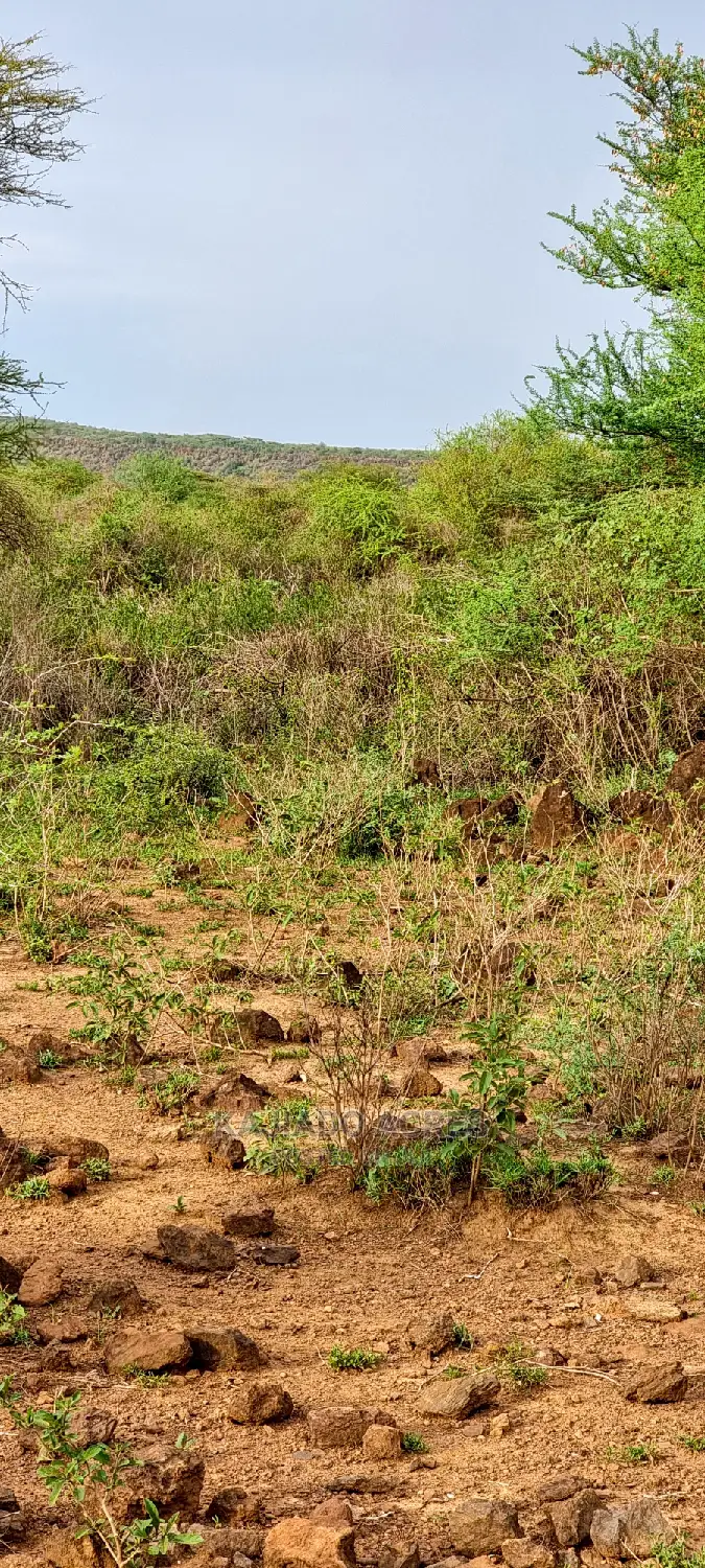 70 Acres Serashi at 150k Per Acre