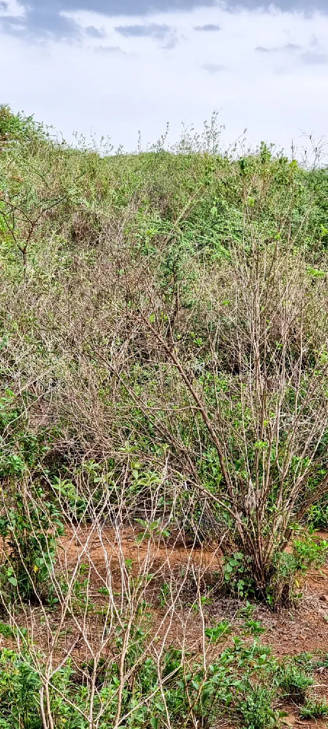 70 Acres Serashi at 150k Per Acre