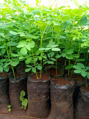 Moringa Oleifera Seedlings - thumbnail 2