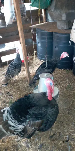Mature Male Turkey at 5500