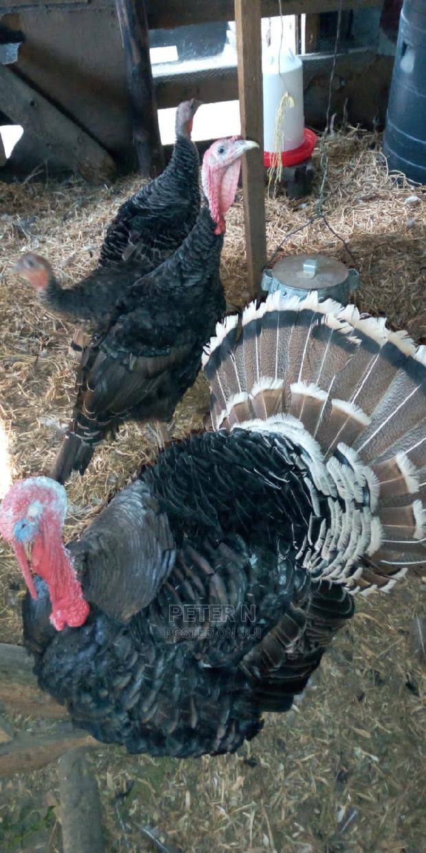 Mature Male Turkey at 5500