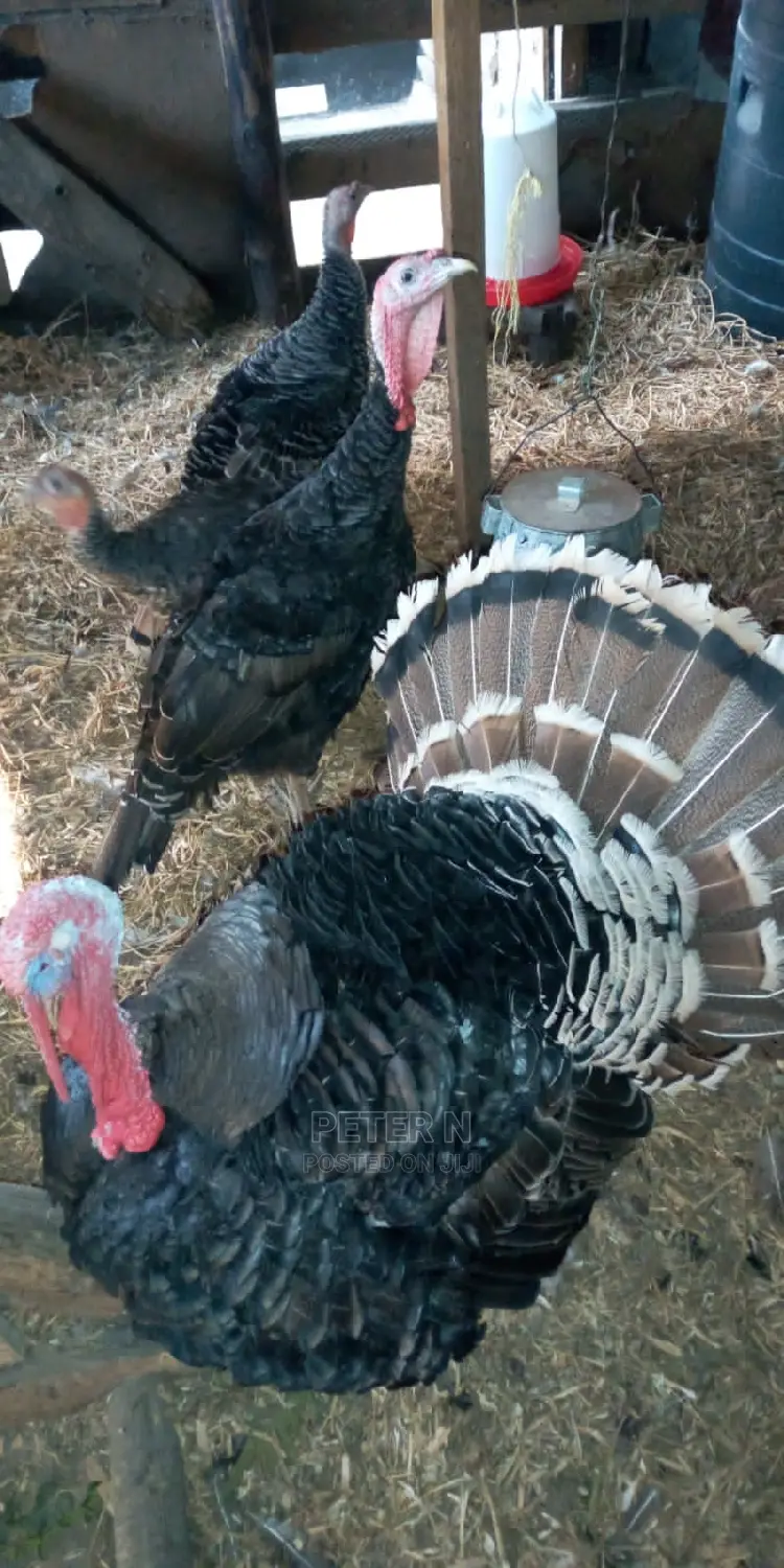 Mature Male Turkey at 5500