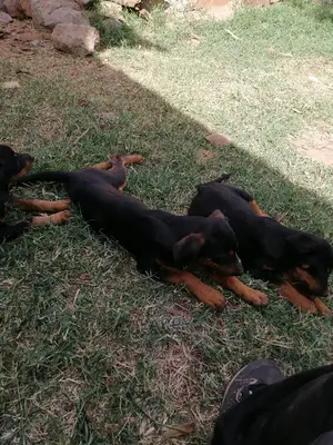 1-3 Month Female Purebred Doberman Pinscher