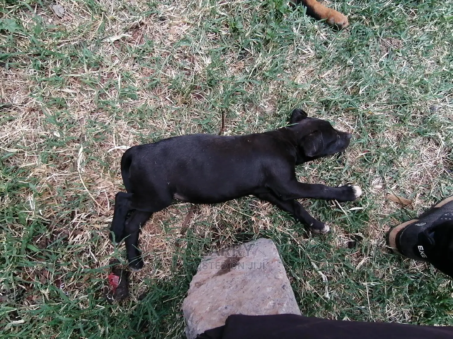1-3 Month Female Purebred Boerboel