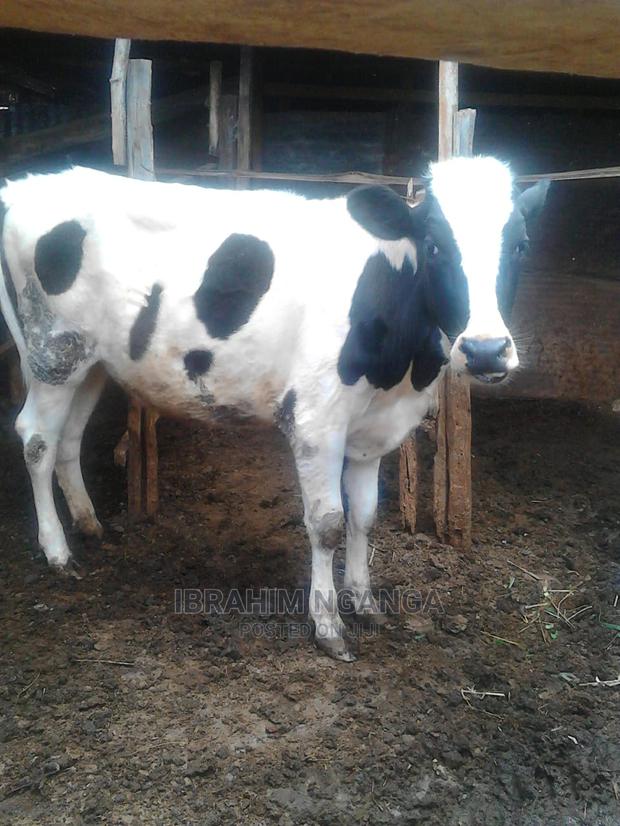 Pedigrees For Sale - thumbnail 3